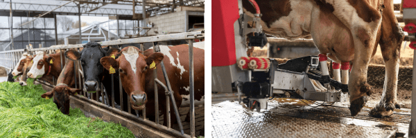 koeien duurzaam verpakken melk